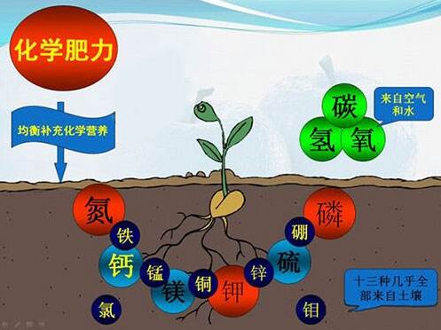 医用91视频黄污APP对作物缺素病的识别